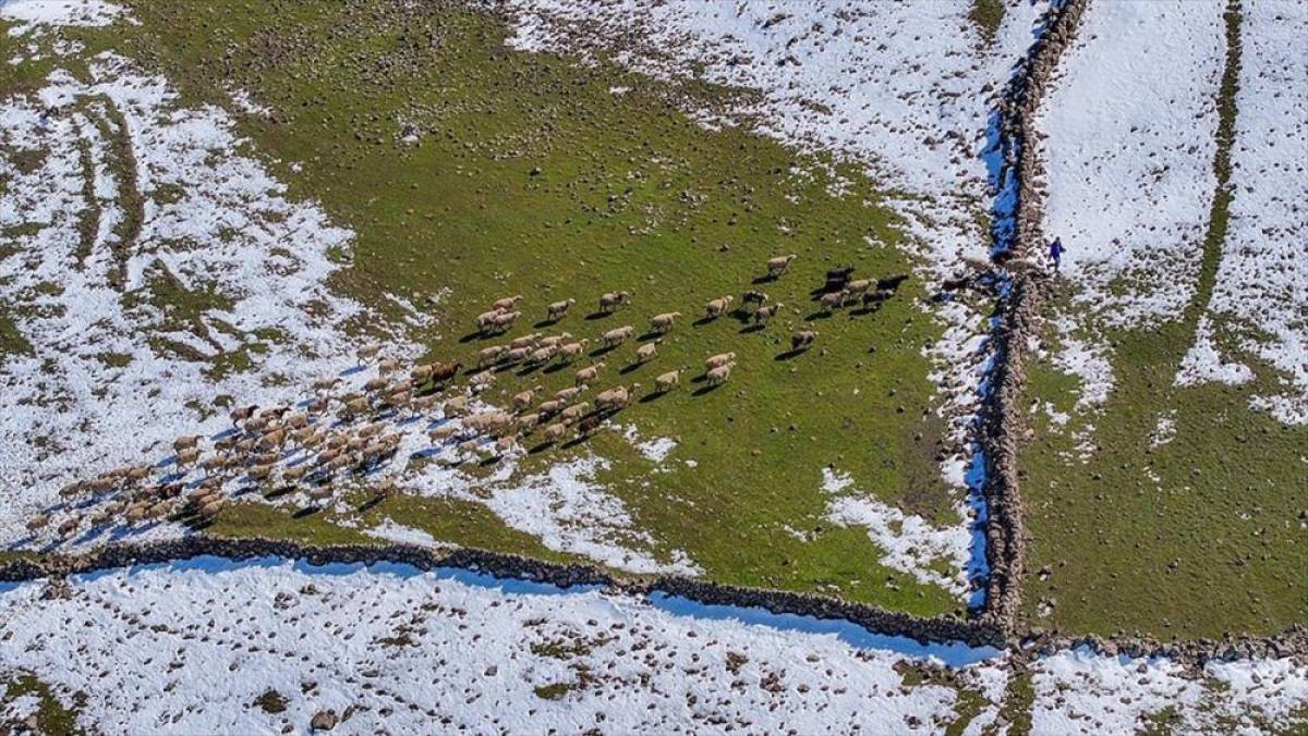 Mevsimsel yağışlar Karacadağ'da besicilerin y&uuml;z&uuml;n&uuml; g&uuml;ld&uuml;rd&uuml;