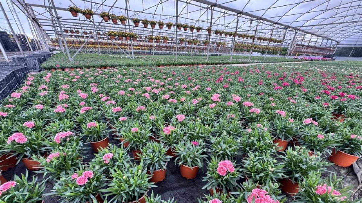 S&uuml;s bitkileri &uuml;reticilerinden kurak&ccedil;ıl peyzajda "s&ouml;zleşmeli &uuml;retim modeli" talebi