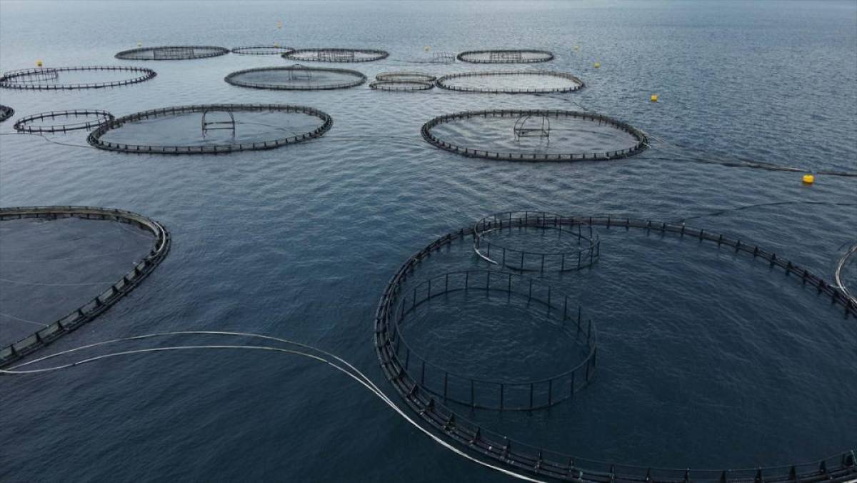 Muğla'dan yılın ilk &ccedil;eyreğinde 198 milyon dolarlık balık ihracatı yapıldı