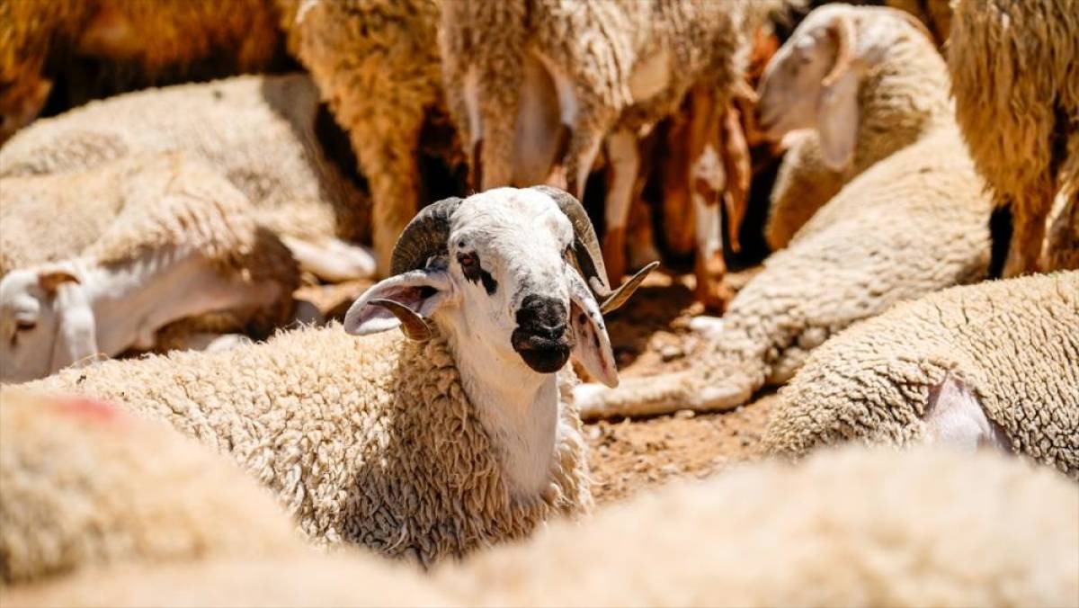 Kurban Hizmetlerinin Uygulanmasına Dair Tebliğ Resmi Gazete'de yayımlandı