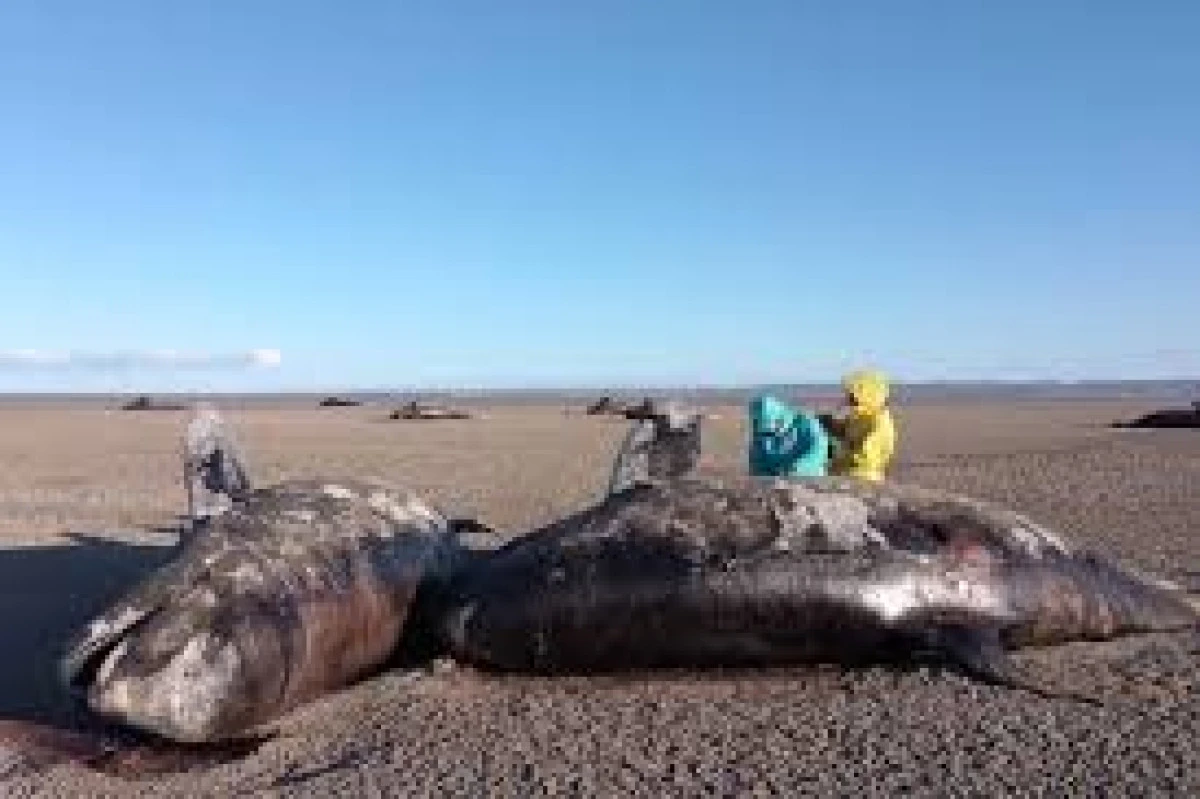 26 katil balinanın karaya vurması gizemini koruyor