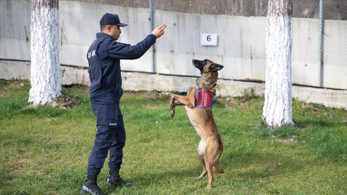 Jandarma, hassas burunlu yardımcılarının katkısıyla bir&ccedil;ok asayiş olayını &ccedil;&ouml;z&uuml;yor