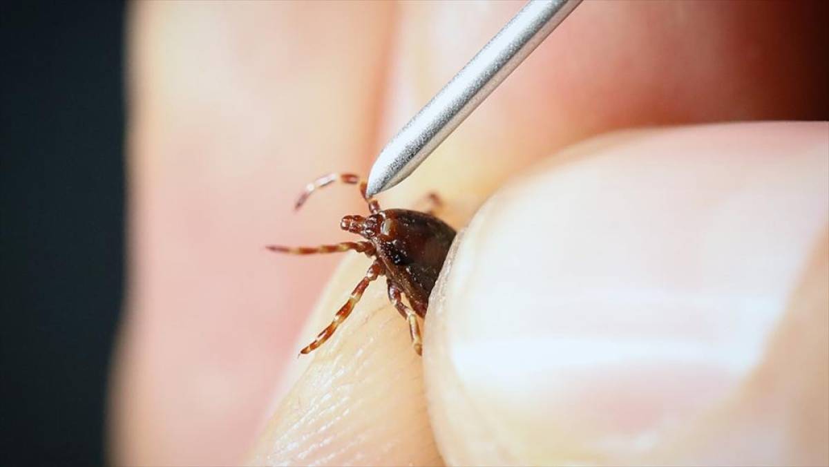 "Yoğun yağışla ge&ccedil;en kış mevsimi kene pop&uuml;lasyonunu artırabilir" uyarısı