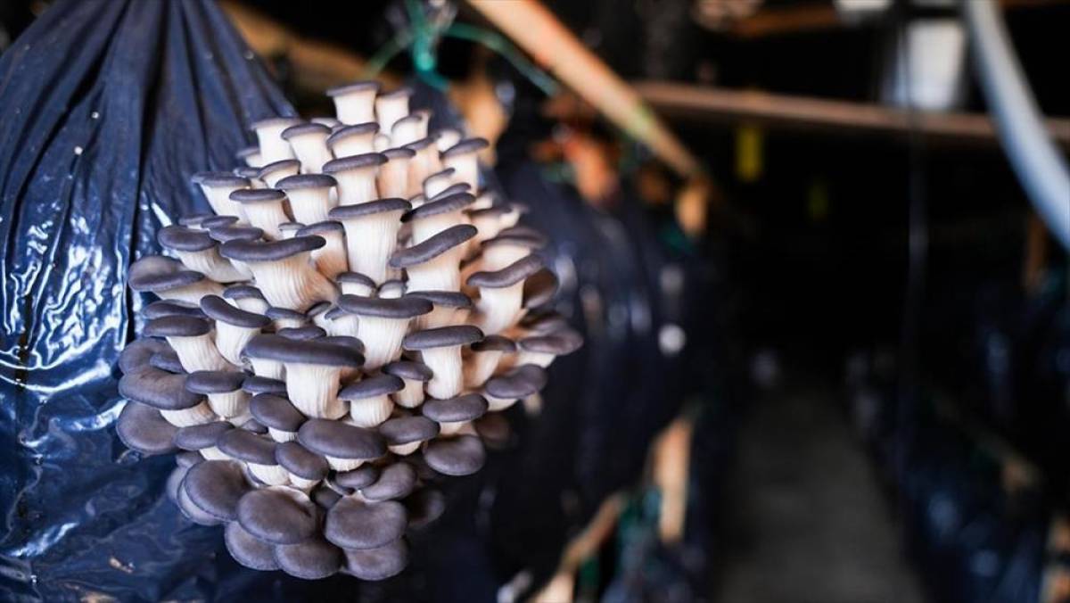 Kurslarla başlayan mantar yetiştiriciliği G&uuml;zelbah&ccedil;e'de &uuml;retim modeline d&ouml;n&uuml;şt&uuml;