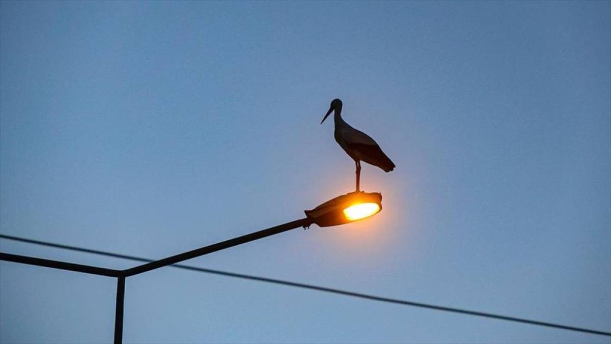 K&uuml;resel ısınma Iğdır'daki leyleklerin g&ouml;&ccedil; alışkanlığını değiştirdi