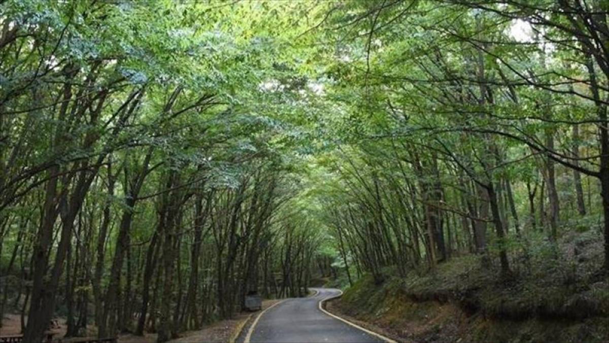 21 ilde bazı alanlar orman sınırları dışına &ccedil;ıkarıldı