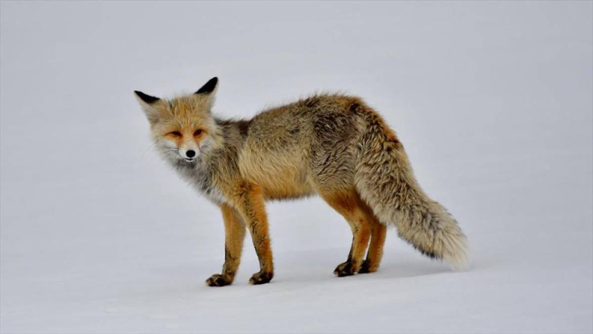 Kars'ta karlı arazide avlanmaya &ccedil;ıkan yaban hayvanları g&ouml;r&uuml;nt&uuml;lendi