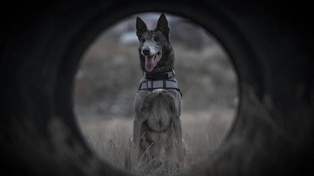 T&uuml;rkiye'nin sayılı kadavra k&ouml;peklerinden Melo depremden cinayete ekiplerin iz s&uuml;r&uuml;c&uuml;s&uuml;