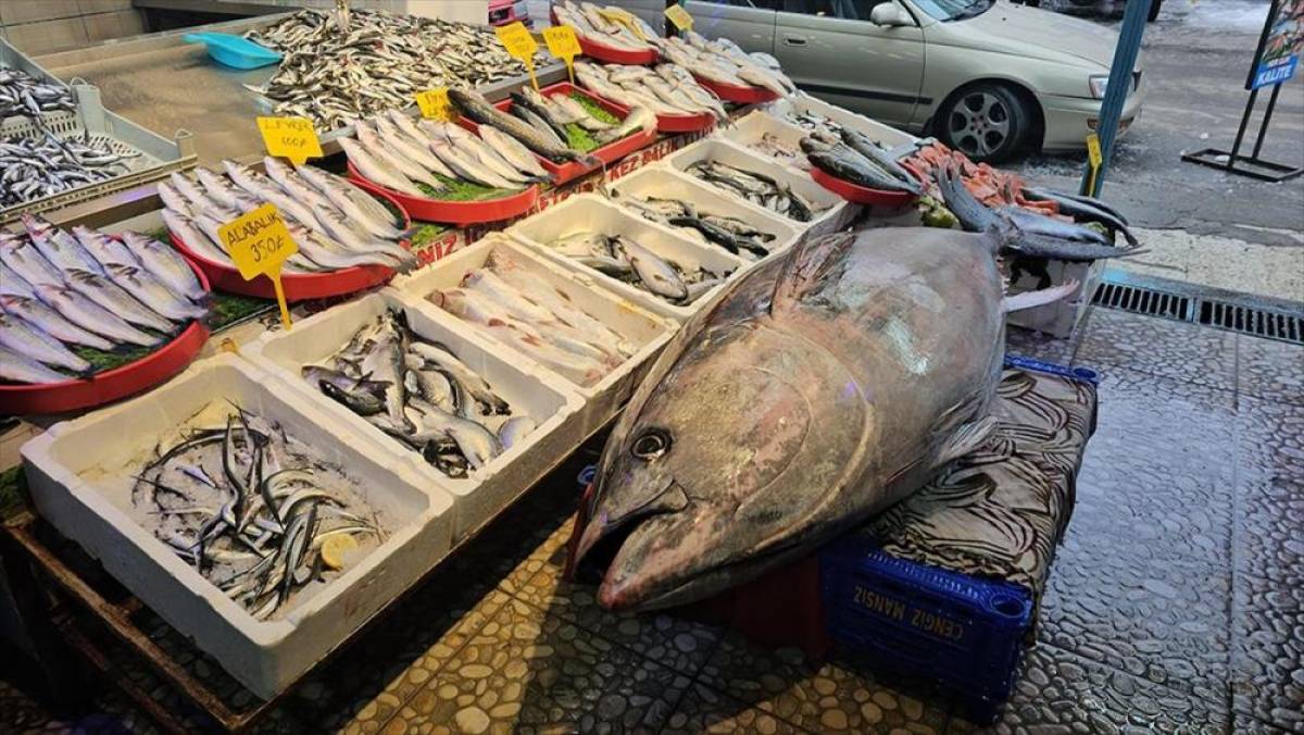 Atlantik Okyanusu'nda tutulan 287 kilogramlık orkinos vatandaşların ilgi odağı oldu