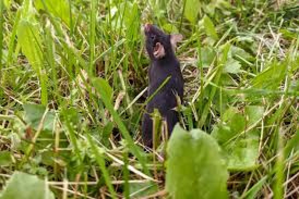 Bir hafta yetti: Doğa, laboratuvar farelerini sakinleştirdi