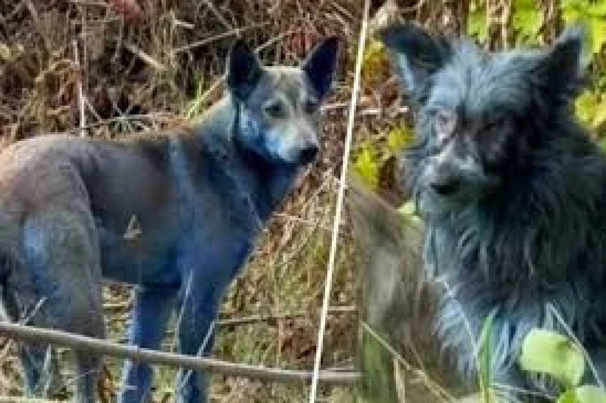 Çernobil’de bilim dünyasını şaşırtan olay: Köpekler maviye döndü!