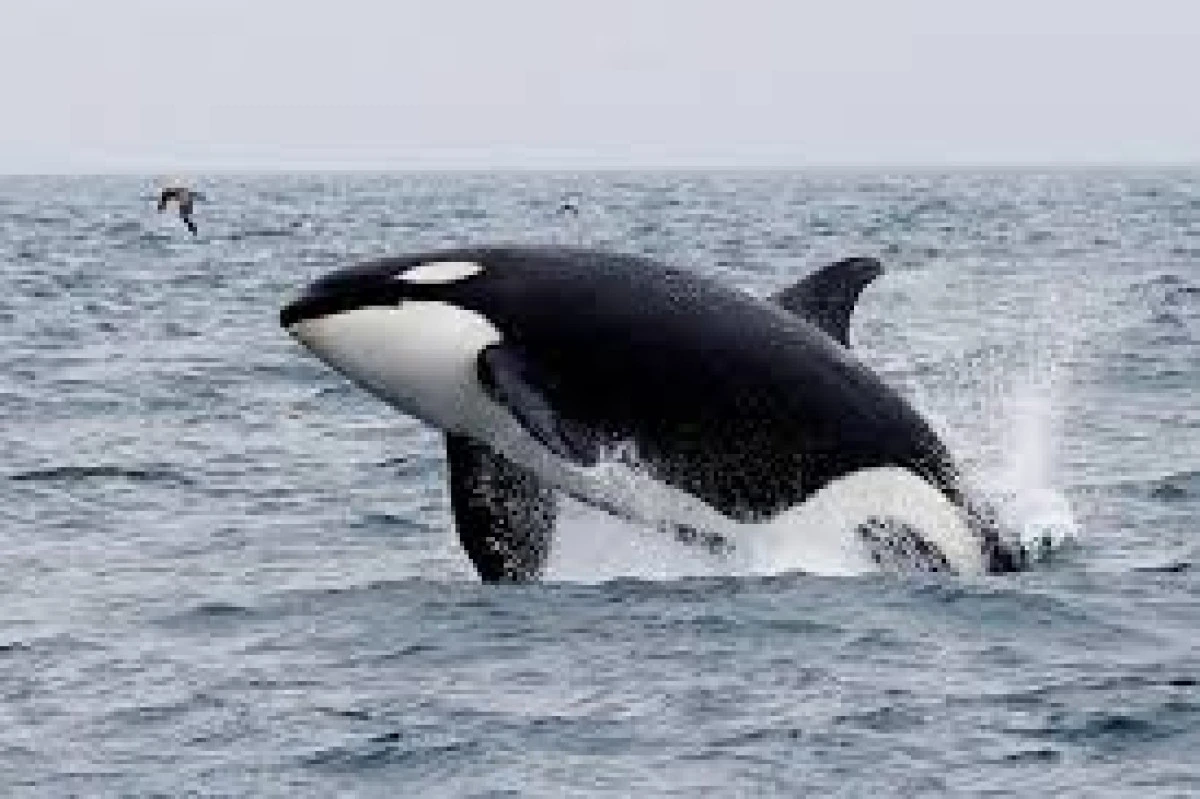 Fiber optik kablolarla balina takip sistemi