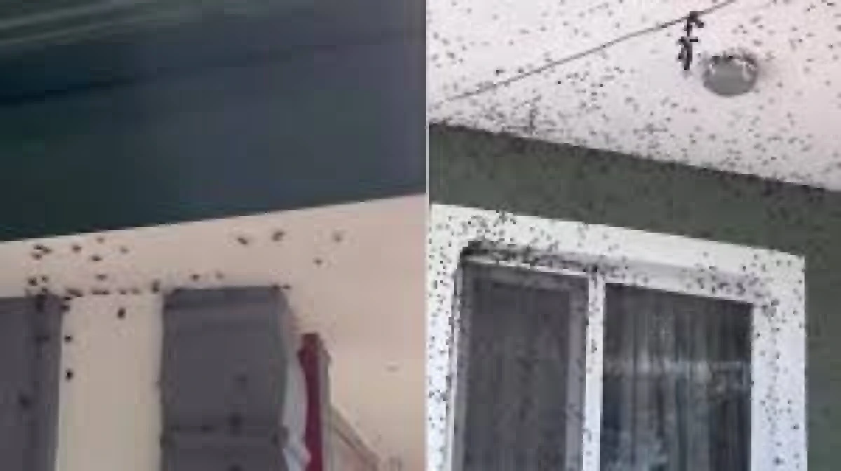 Fındığa zarar veriyordu artık evleri istila ediyor!