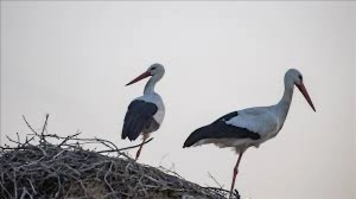 G&ouml;&ccedil; Etmeyen Leylekler ve Kuruyan G&ouml;ller!