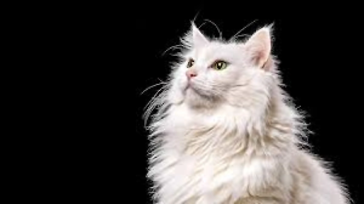 Kanser tedavisinde yeni umut!