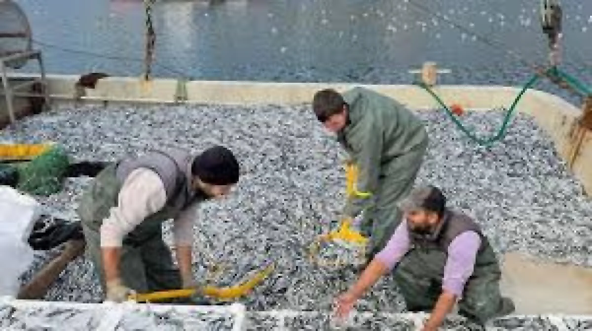 Kırklarelili balık&ccedil;ılar, Karadeniz'de 6 saatte 30 ton hamsi avladı