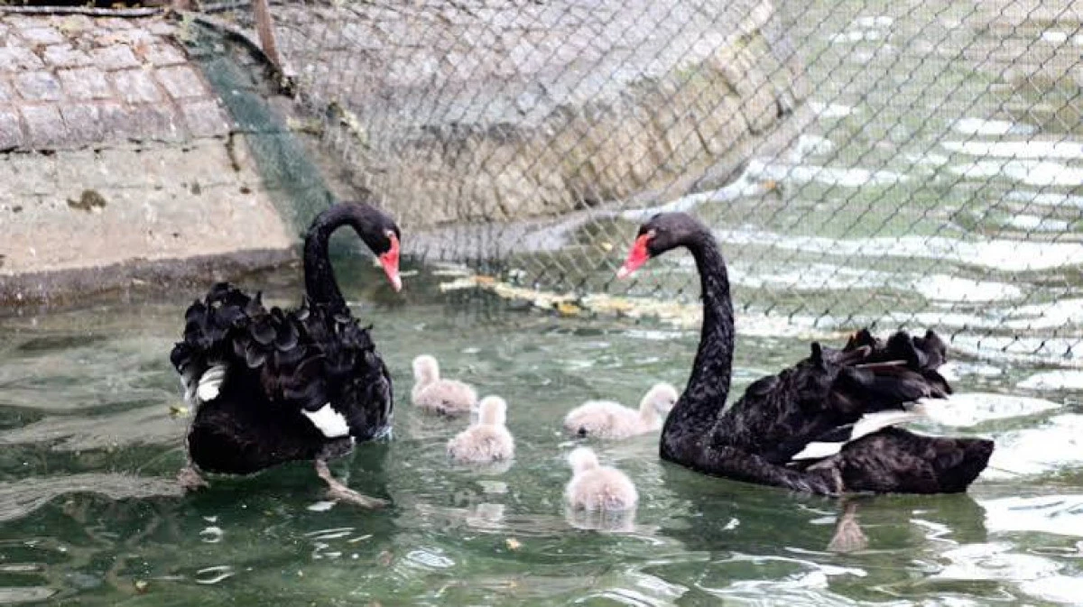 Kuğulu Park&rsquo;ın yeni sakinleri: Başkentin simgesine 4 minik &uuml;ye katıldı!