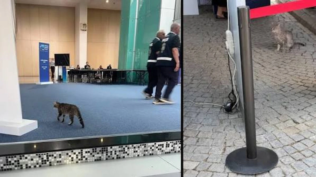 NATO zirvesine sızan kedi: "Havalı g&ouml;r&uuml;nd&uuml;ğ&uuml; i&ccedil;in ispiyonlamadım"
