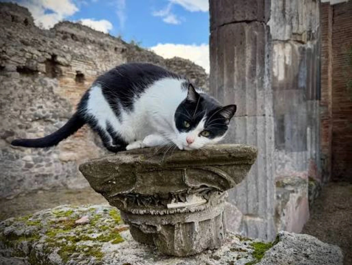 Sosyal medyada fenomen olan Pompei kedileri 