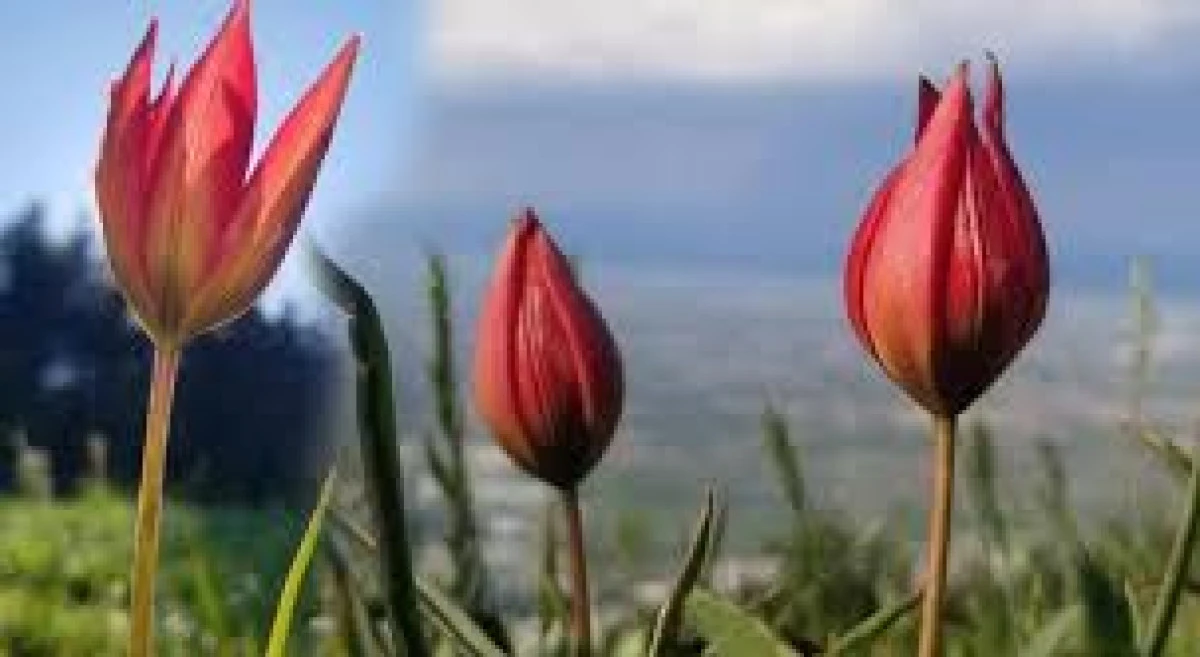 Yılda Bir Kez A&ccedil;ıyor, Koparmanın Cezası Bir Araba Fiyatı!